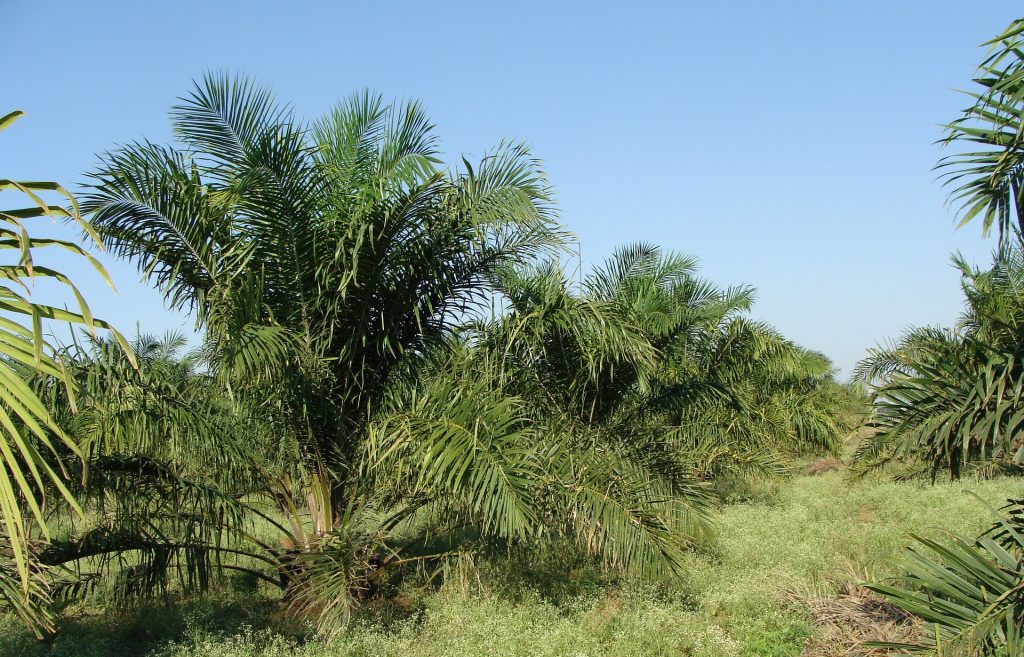 oil palm plantation